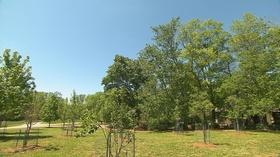 Video thumbnail: Volunteer Gardener Volunteer Gardener 2711