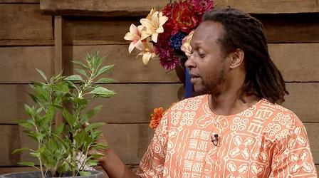 Video thumbnail: Virginia Home Grown How African crops changed farming in the South