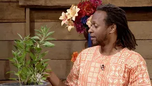 How African crops changed farming in the South