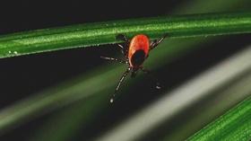 Video thumbnail: Here and Now Deer Ticks and Lyme Disease: Quick Tips To Not Get Bit
