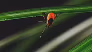 Deer Ticks and Lyme Disease: Quick Tips To Not Get Bit