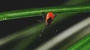 Deer Ticks and Lyme Disease: Quick Tips To Not Get Bit