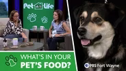 What’s in Your Pet’s Food? Understanding Pet Nutrition