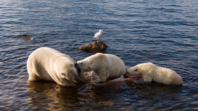 Filming Polar Bears