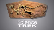 Fossils: Body Parts and Poop