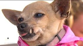 Video thumbnail: PBS NewsHour For these homeless individuals, comfort comes with a collar