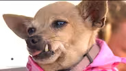 For these homeless individuals, comfort comes with a collar