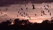 Bat sounds reveal bat secrets