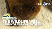 The Wildlife Web 2: Herbivores and Carnivores