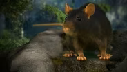 Accidental Host: The Story of Rat Lungworm Disease