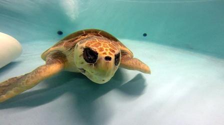 Video thumbnail: Carolina Stories The Turtle Ladies of Charleston County