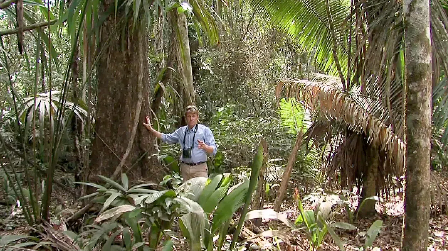 Belize – The Mayan Forest