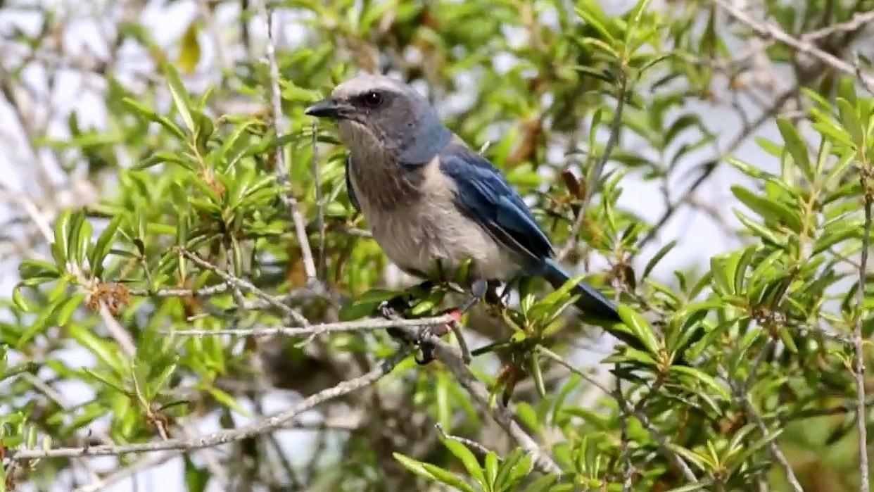 Can We Save the Florida Scrub?