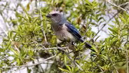 Can We Save the Florida Scrub?