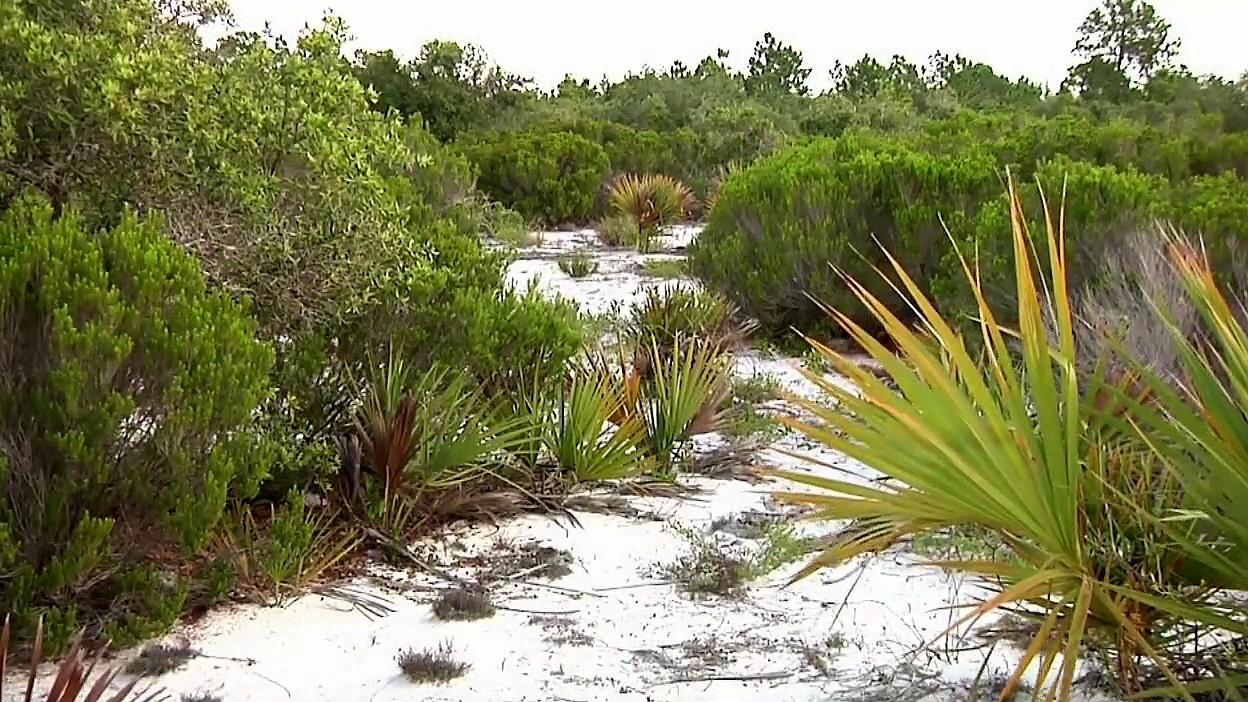 Expeditions with Patrick McMillan - The Florida Scrub Islands in Time ...