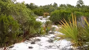 The Florida Scrub Islands in Time