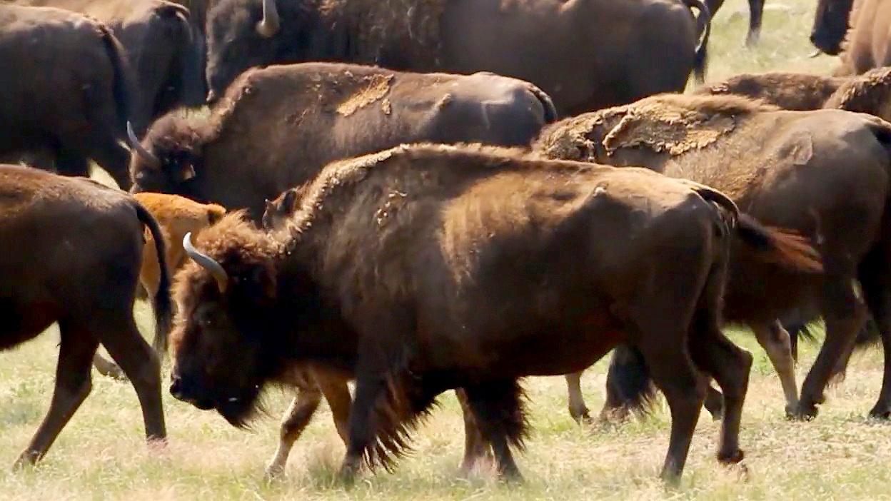 Bison – Return of a True American