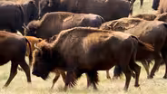 Bison – Return of a True American