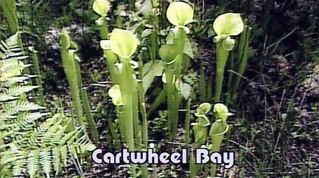 Video thumbnail: NatureScene Cartwheel Bay