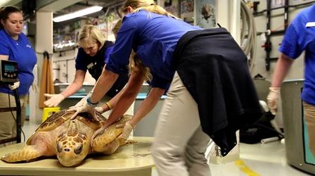 Video thumbnail: Original SC Sea Turtle Rescuer Kelly Thorvalson