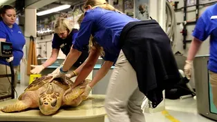 Sea Turtle Rescuer Kelly Thorvalson