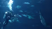Shark Feeder Arnold Postell