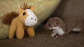 Video thumbnail: Arizona PBS Previews Nature : 3712