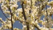 Seeking Shade, The Capital Trees Project