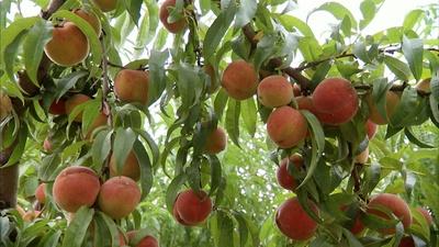 South Carolina Peach Farmers