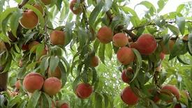 South Carolina Peach Farmers: asset-mezzanine-16x9