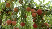 South Carolina Peach Farmers