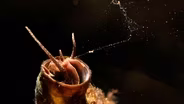 This Snail Goes Fishing With a Net Made of Slime