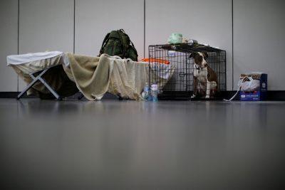 Houston crafts plan for sheltering pets during a crisis