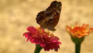 Gardening for Wildlife