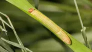 Want a Cozy, Free Home? Ask This Caterpillar How