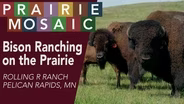 Bison Ranching in Minnesota