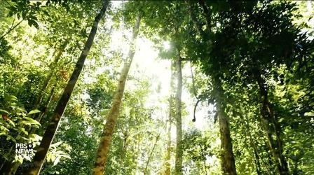 Video thumbnail: PBS NewsHour How Brazil nuts are helping protect the Amazon rainforest