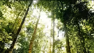 How Brazil nuts are helping protect the Amazon rainforest