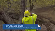 Lincoln Park Zoo's 300-Year-Old Bur Oak is Gone