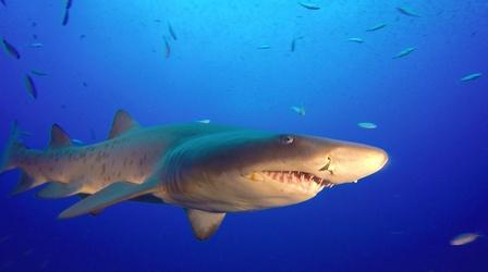 Video thumbnail: SCI NC Why scientists want your SHARK pictures