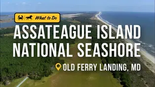 Assateague Island National Seashore is More Than Just Wild Horses
