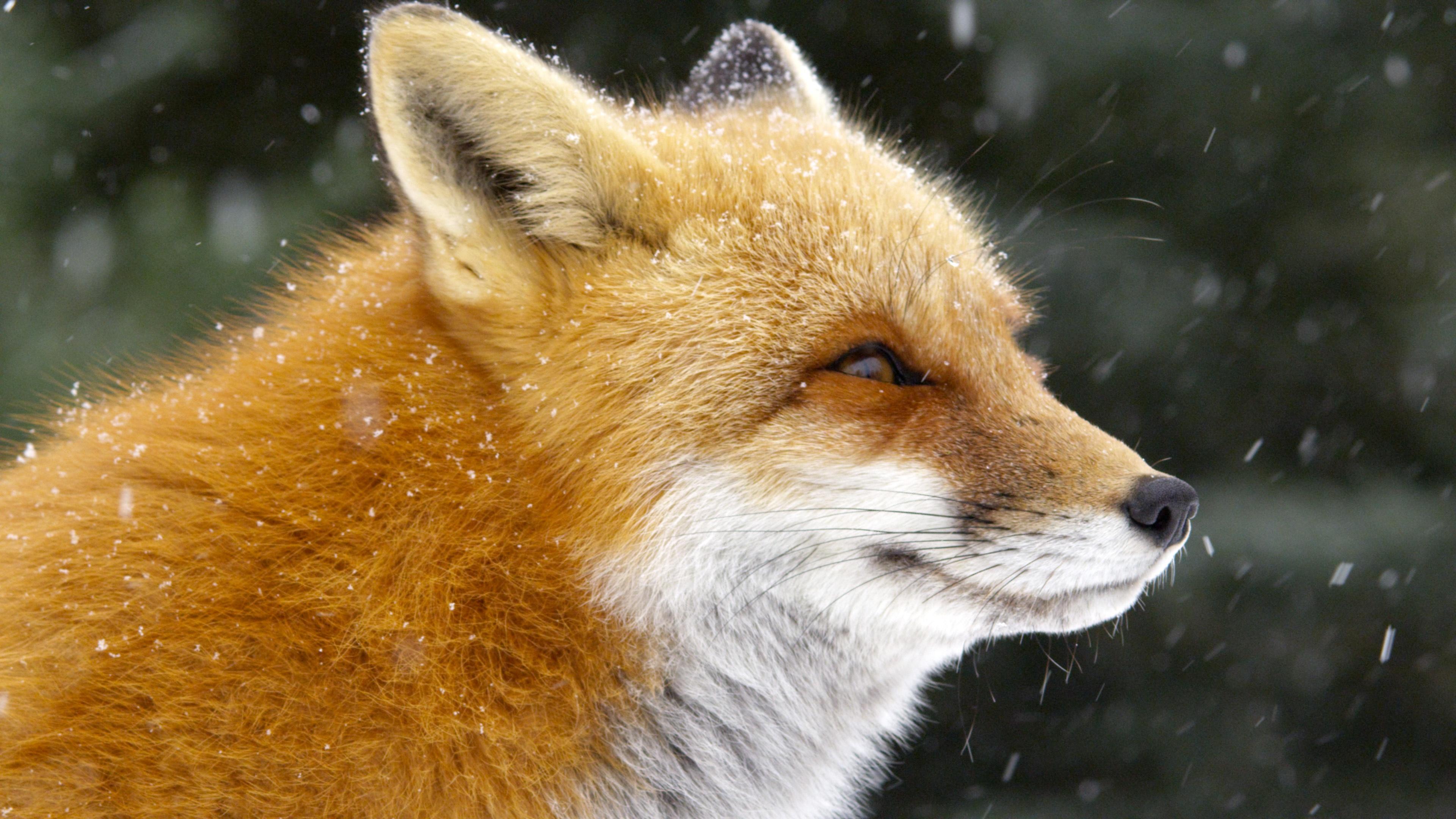 Fox Tales, About, Nature