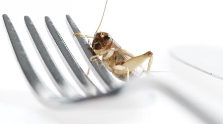 Edible Insects