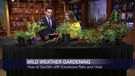Video thumbnail: Chicago Tonight How to Garden with Excessive Rain and Heat