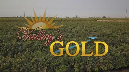 Video thumbnail: Valleys Gold Dates