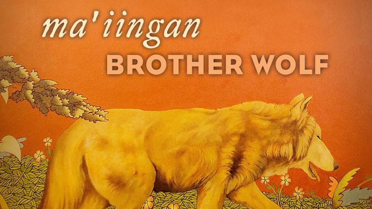 Ma'iingan Brother Wolf Watch on PBS Wisconsin