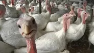 East Windsor turkey farm preps for holiday season
