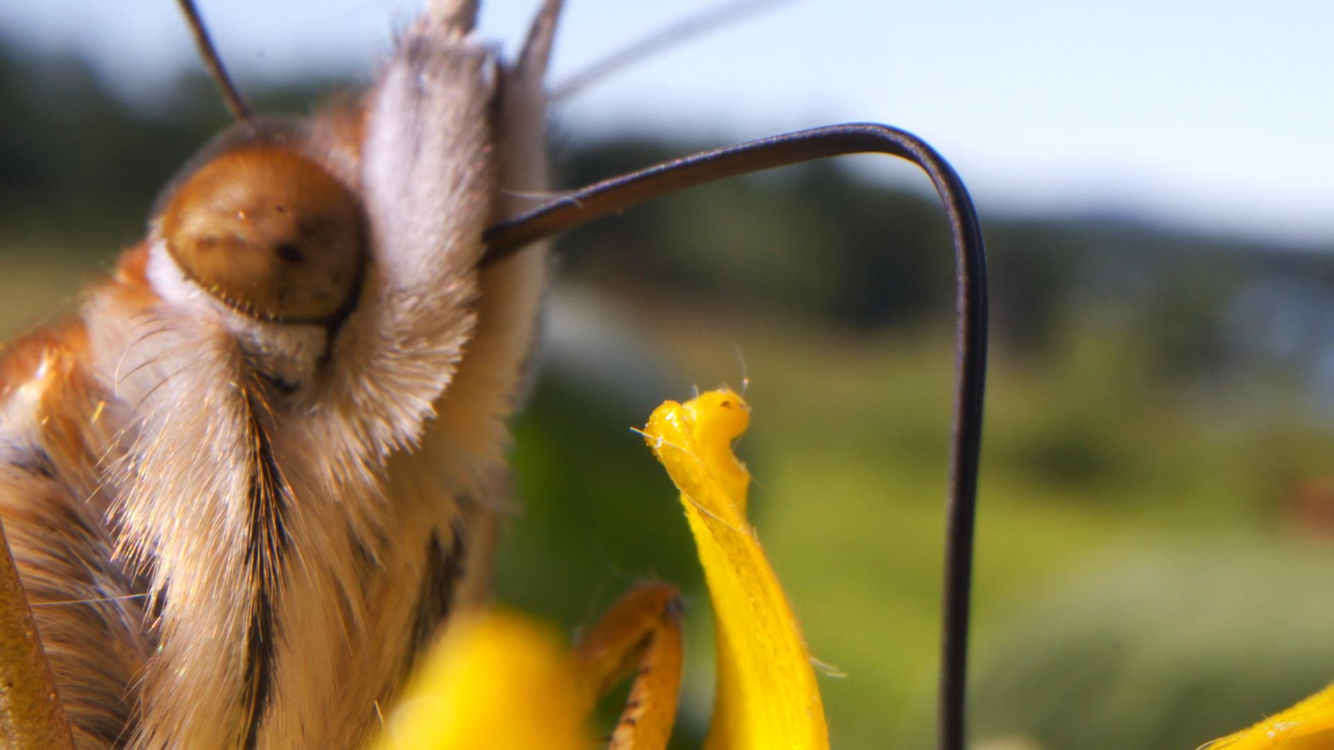 Pollinators – bees, moths and butterflies – bring color to the world and put food on our plates.