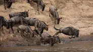 NATURE - Season 41