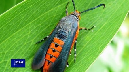 Video thumbnail: You Bet Your Garden You Bet Your Garden Ep. 149 Squash Vine Borer Prevention
